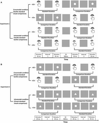 Duration Comparisons for Vision and Touch Are Dependent on Presentation Order and Temporal Context